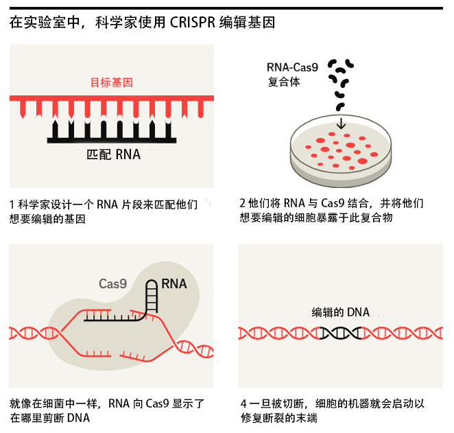 基因编辑时代已经到来