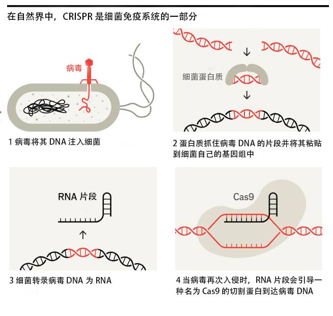 基因编辑时代已经到来